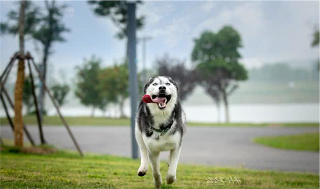 狗狗总是吠叫嘛情况？蠢主人只会打骂，聪明犬主这样做