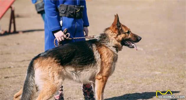 别看德国牧羊犬表面威风凛凛，只要主人摸这5个部位，它就很呆萌