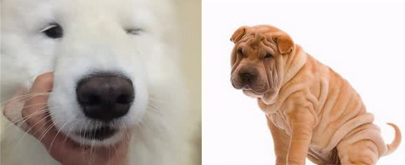 狗狗身上很难闻？让狗狗“变香”的几个小技巧分享？