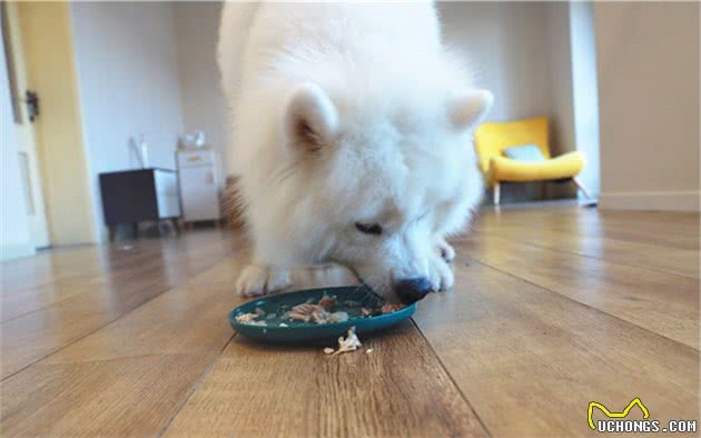 狗狗拒食未必在挑食，是时候还它清白了，主人应检查食物本身