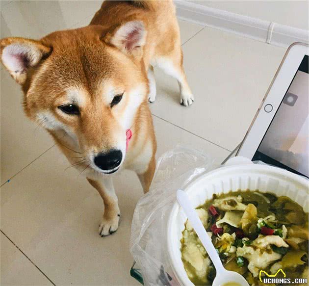 狗狗拒食未必在挑食，是时候还它清白了，主人应检查食物本身