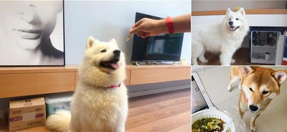 狗狗拒食未必在挑食，是时候还它清白了，主人应检查食物本身
