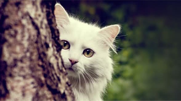 家里猫生跳蚤怎么办？怎么处理猫和狗身上的跳蚤？