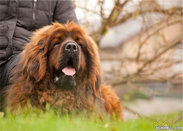 盘点世界最名贵的十大狗犬种排行榜，藏獒只排第三