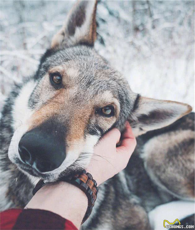 盘点世界最名贵的十大狗犬种排行榜，藏獒只排第三