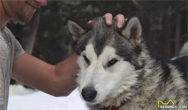 盘点世界最名贵的十大狗犬种排行榜，藏獒只排第三