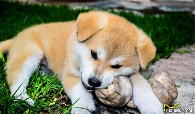 盘点世界最名贵的十大狗犬种排行榜，藏獒只排第三