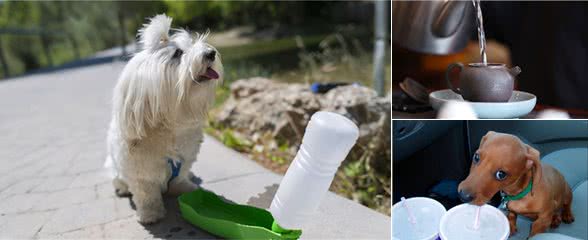 狗狗冬天喝水讲究多，别让狗狗触碰这5大禁忌