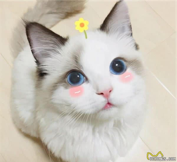 这6种猫可不是“白眼狼”，一旦养了，心里只有你