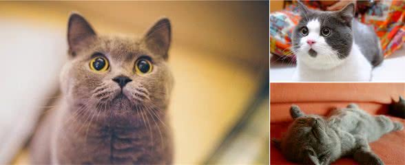 自从养了英国短毛猫后，这几种“疾病”接踵而来