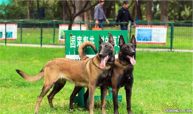 如何挑到合适的马犬？6个“小技巧”教给你