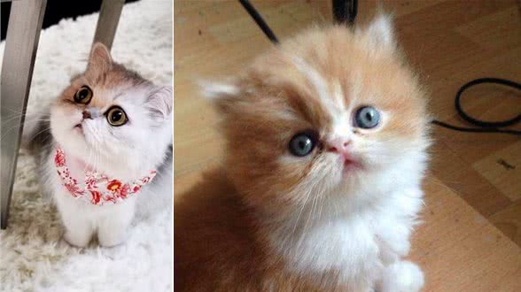 养它就要照顾好它，因为它的世界只有你，正确的猫猫饲养方法