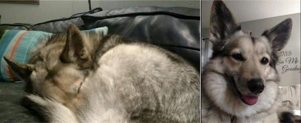 女子醒来发现床上坐着只陌生狗，吓得不敢动弹，搞清楚状况后想笑