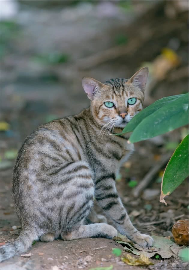 那些自带“翡翠”的猫猫们，可太好看了