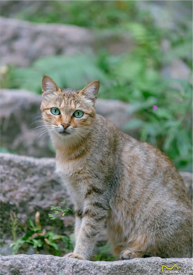 那些自带“翡翠”的猫猫们，可太好看了