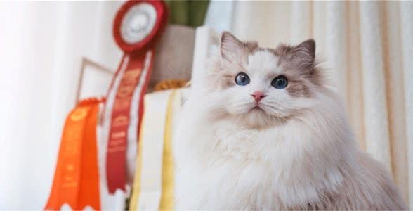 养布偶猫你后悔了吗？这些缺点太致命