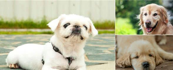 养狗过程中,经常听到的三种错误观点,你有犯过这些错吗?