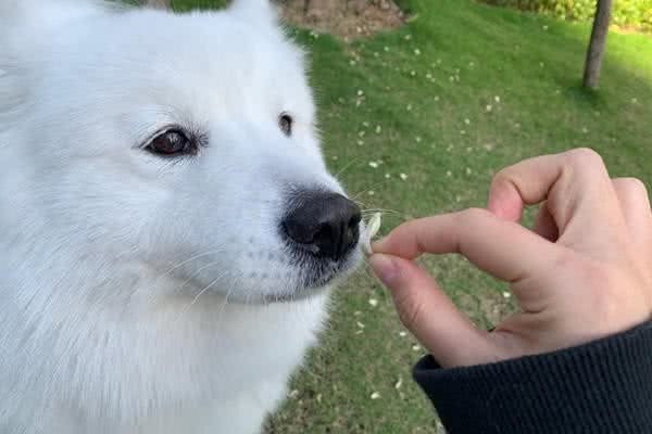 妈妈带萨摩耶出门赏花，准备工作一应俱全，软糖：我就是最美的狗