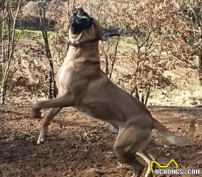 因杀伤力太大，需要培训考核，才能饲养的猛犬，斗犬中的常胜建军