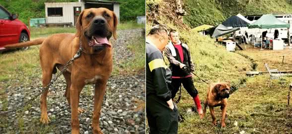 因杀伤力太大，需要培训考核，才能饲养的猛犬，斗犬中的常胜建军