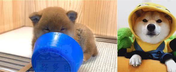 柴犬幼犬到家前家长该准备什么