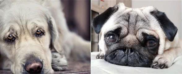 狗狗“吃醋”的几大表现,感觉自己养了一个小祖宗