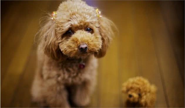 误区早知道！养泰迪犬最坑的几大误区，你却毫不知情