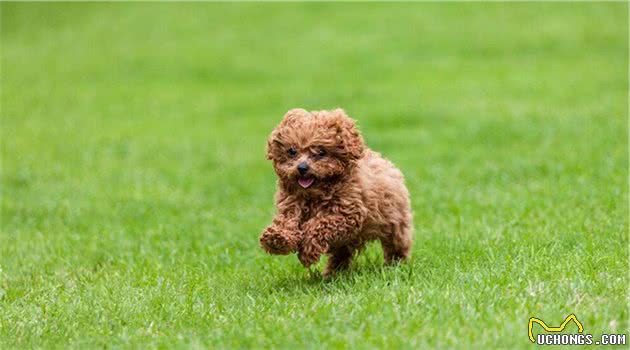 误区早知道！养泰迪犬最坑的几大误区，你却毫不知情