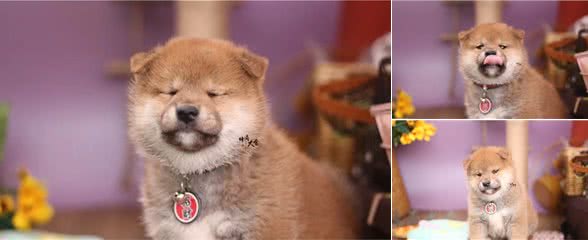 柴犬怕冷么