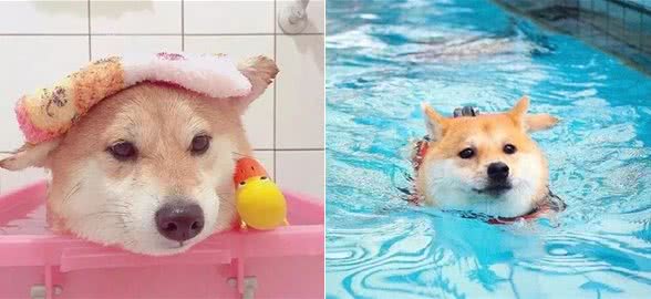 给宠物取名字大全另类好听增加回头率-可爱点