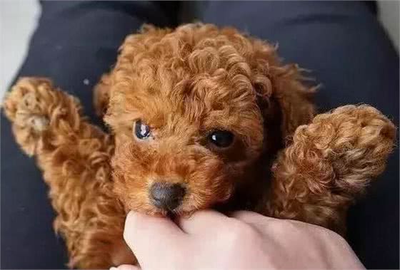 对泰迪犬来说，这七件事，就是它一生中最想要得到的东西