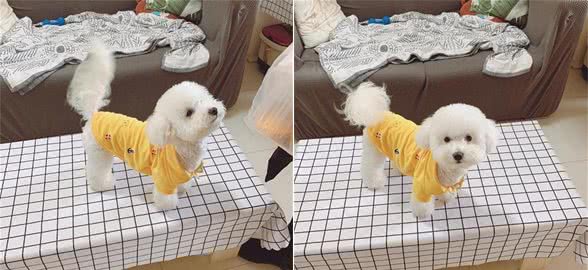 如果狗狗突然哭了,一般是什么原因?