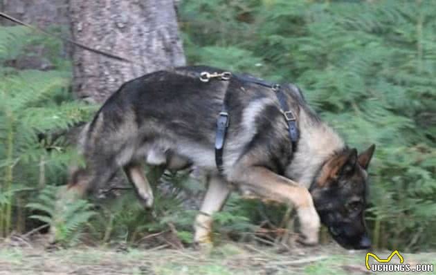 这些警犬比大多数人都勇敢