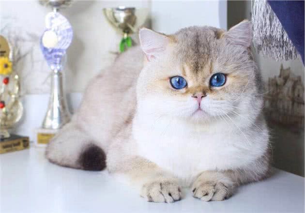 不是所有的英国短毛猫都值70万！就怕它是重点色金渐层
