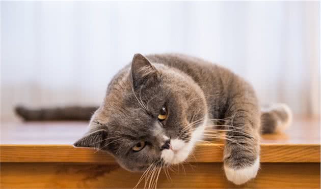 不是所有的英国短毛猫都值70万！就怕它是重点色金渐层