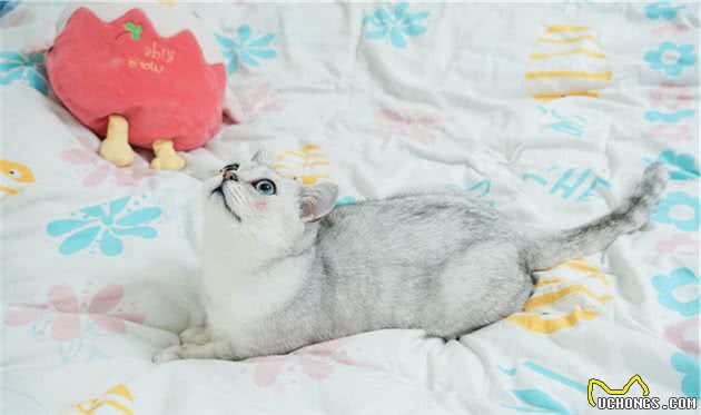 不是所有的英国短毛猫都值70万！就怕它是重点色金渐层