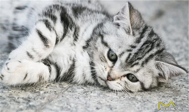 不是所有的英国短毛猫都值70万！就怕它是重点色金渐层