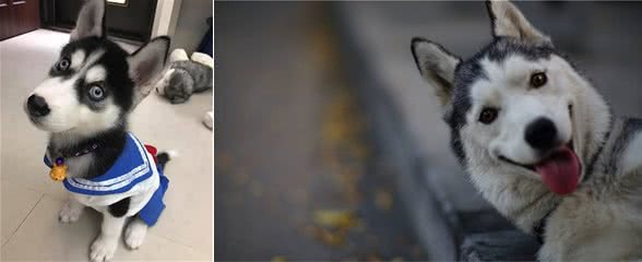 哈士奇最怕的6大惩罚，每一个都是它的“死穴”
