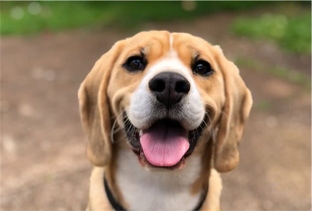 狗狗护食行为威胁主人安全，我们该如何纠正呢？附详细教程