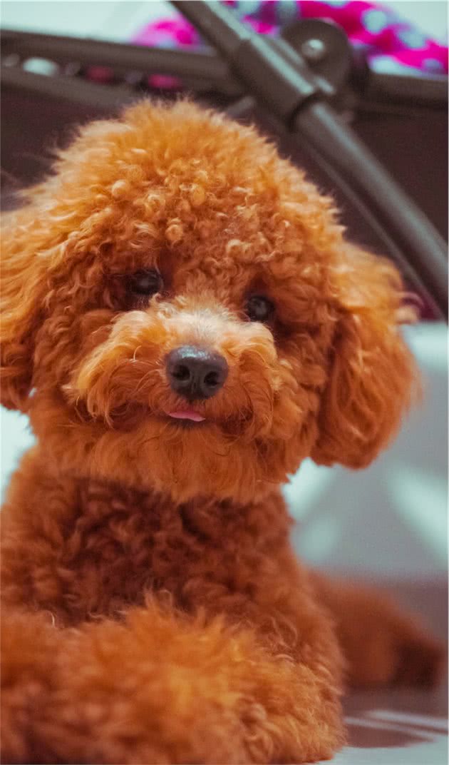 狗狗护食行为威胁主人安全，我们该如何纠正呢？附详细教程