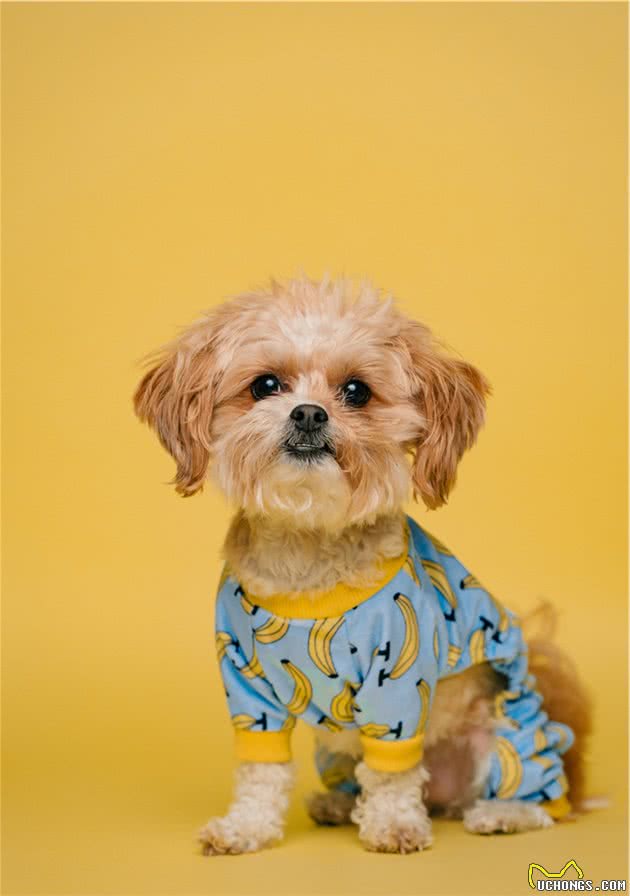 狗狗护食行为威胁主人安全，我们该如何纠正呢？附详细教程