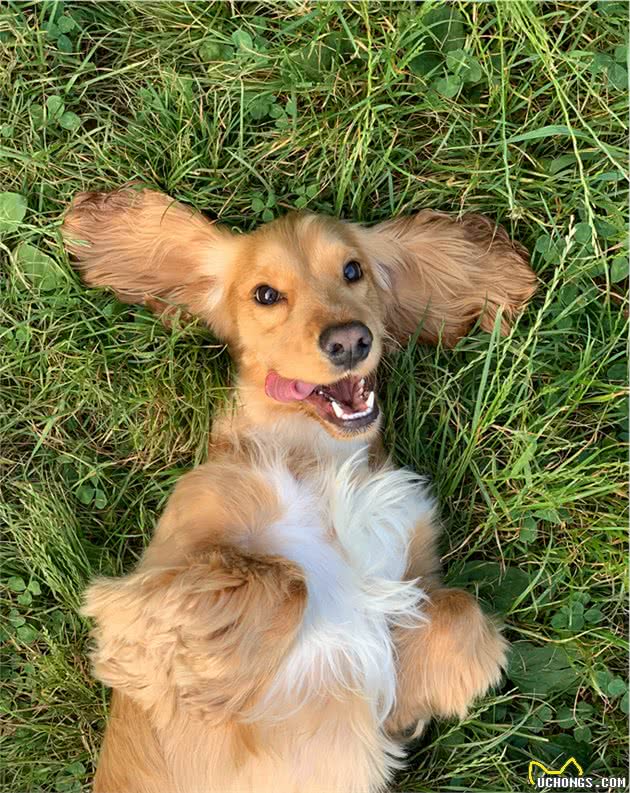 狗狗护食行为威胁主人安全，我们该如何纠正呢？附详细教程