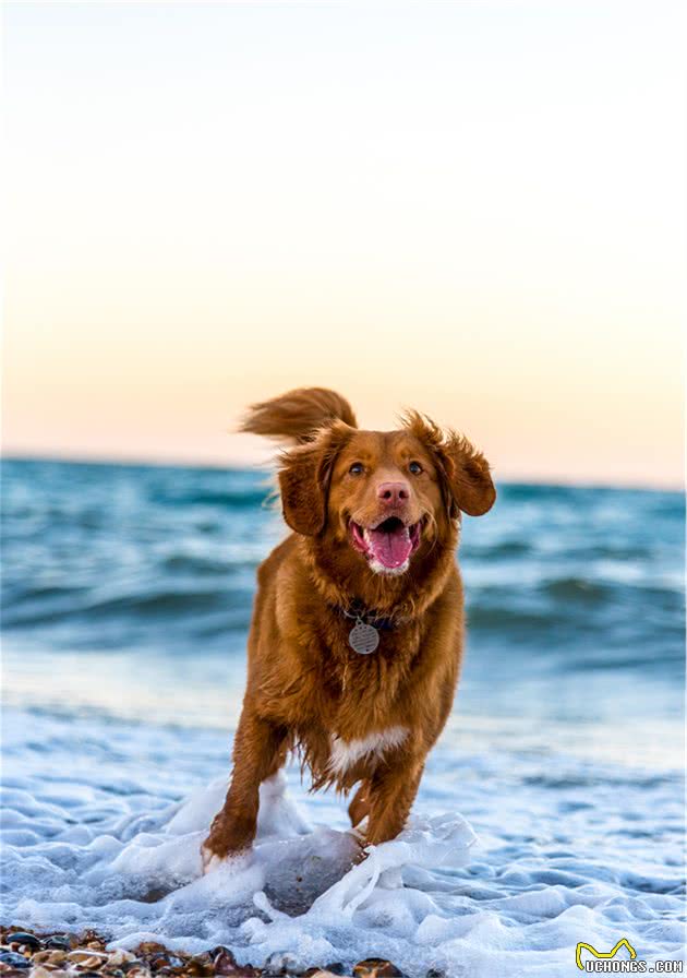 狗狗护食行为威胁主人安全，我们该如何纠正呢？附详细教程