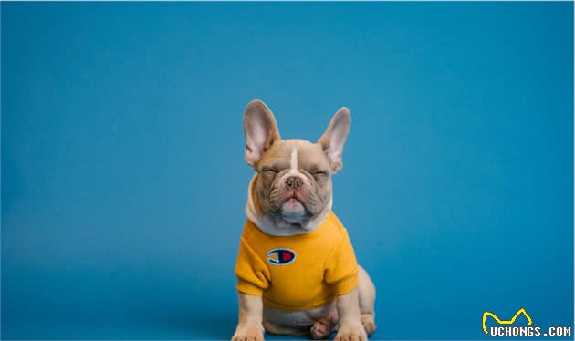 狗狗护食行为威胁主人安全，我们该如何纠正呢？附详细教程