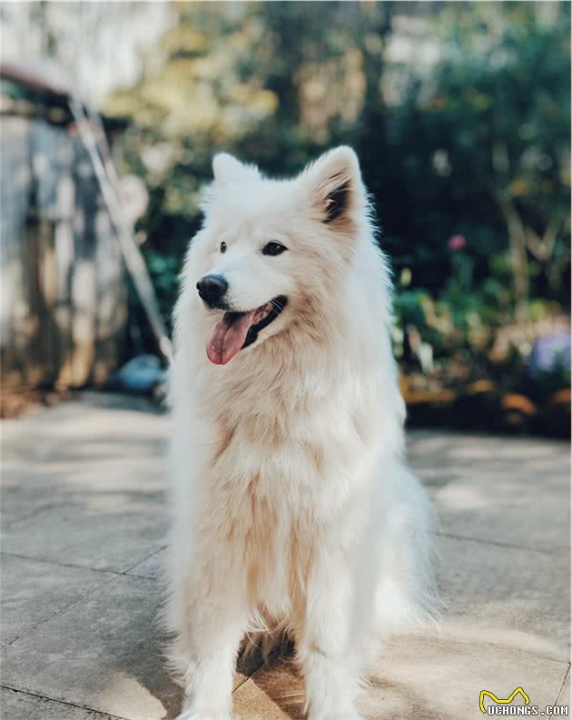 狗狗护食行为威胁主人安全，我们该如何纠正呢？附详细教程