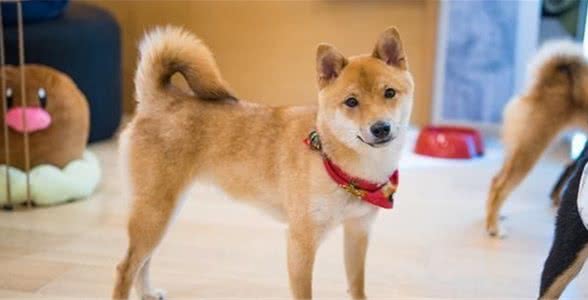 公认“闻起来不臭”的6种狗狗，养过的都知道，它自带香味
