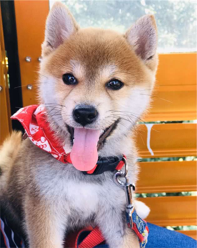 日本纯种柴犬的性格简介