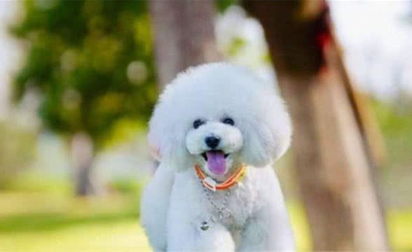 给犬主人一点干货，好狗子是饿出来的，运作起来还是应科学应对