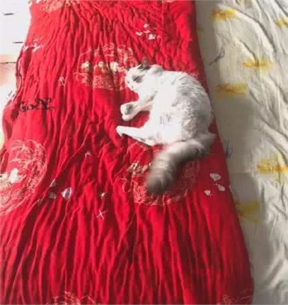 真的是贵妇犬啊