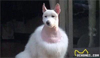 真的是贵妇犬啊